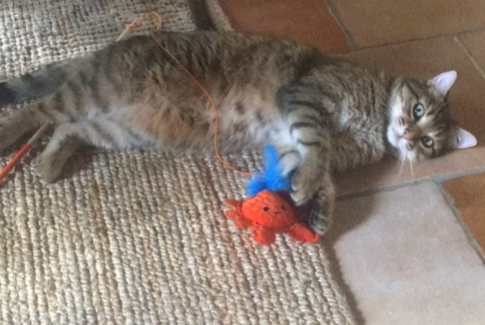 Vermisstmeldung Katze rassenmischung  Männliche , 6 jahre Dun-les-Places Frankreich