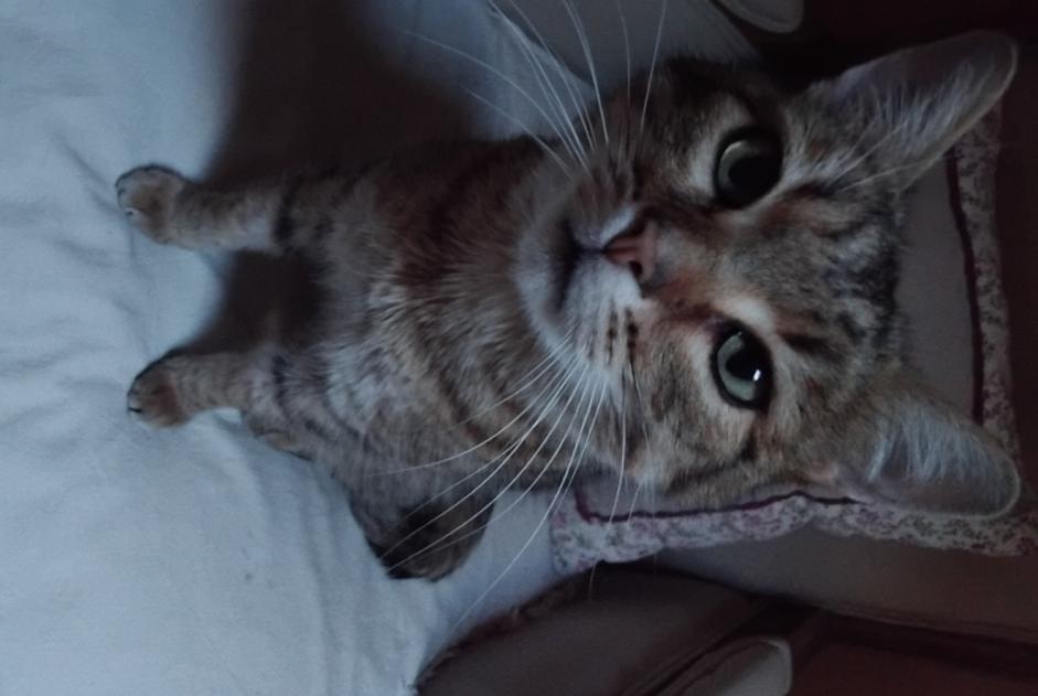 Vermisstmeldung Katze rassenmischung  Männliche , 6 jahre Dun-les-Places Frankreich