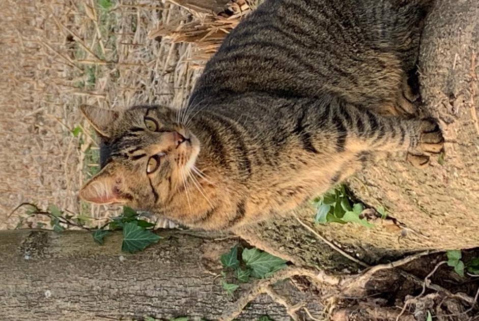 Vermisstmeldung Katze  Männliche , 13 jahre Anglet Frankreich