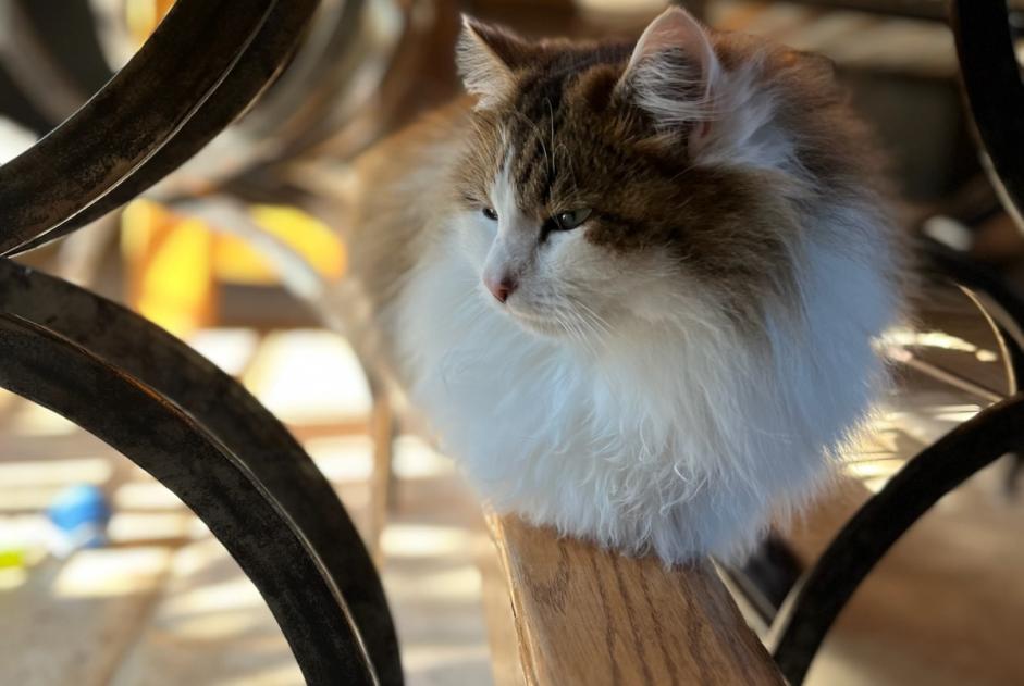 Vermisstmeldung Katze rassenmischung  Männliche , 2 jahre Beaujeu-Saint-Vallier-Pierrejux-et-Quitteur Frankreich
