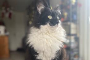 Vermisstmeldung Katze rassenmischung  Männliche , 3 jahre Listrac-Médoc Frankreich