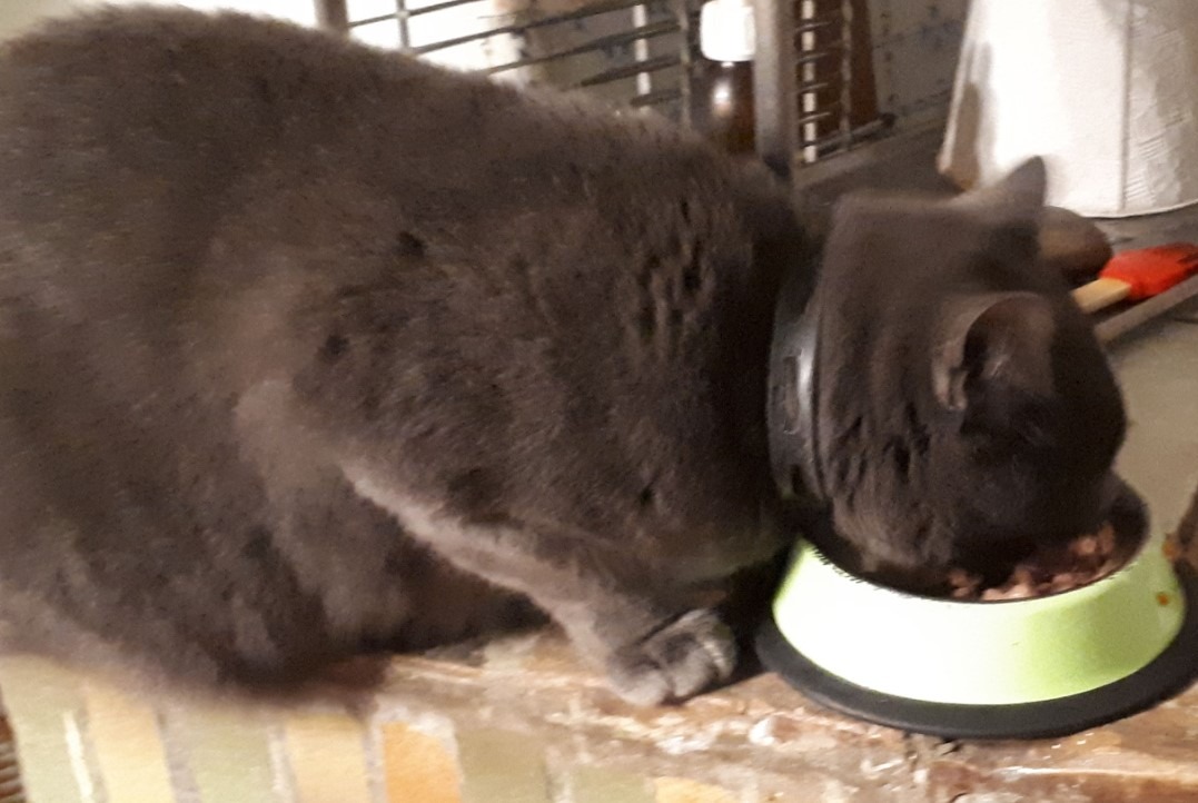 Vermisstmeldung Katze Weiblich , 7 jahre Blois Frankreich