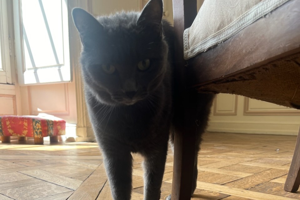 Vermisstmeldung Katze Weiblich , 7 jahre Blois Frankreich