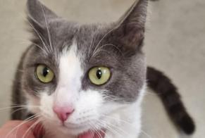 Vermisstmeldung Katze Männliche , 5 jahre Le Cheylas Frankreich