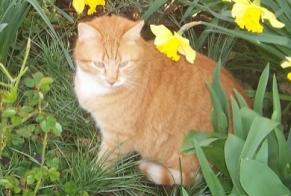 Vermisstmeldung Katze rassenmischung  Männliche , 6 jahre Marcilly-la-Campagne Frankreich