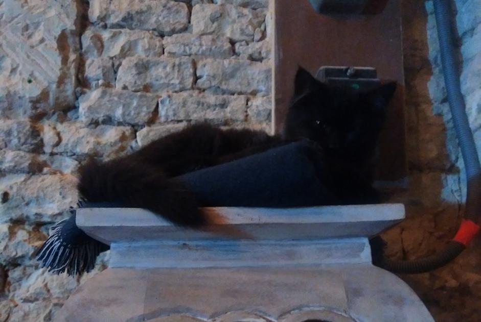 Vermisstmeldung Katze Männliche , 1 jahre Creully sur Seulles Frankreich