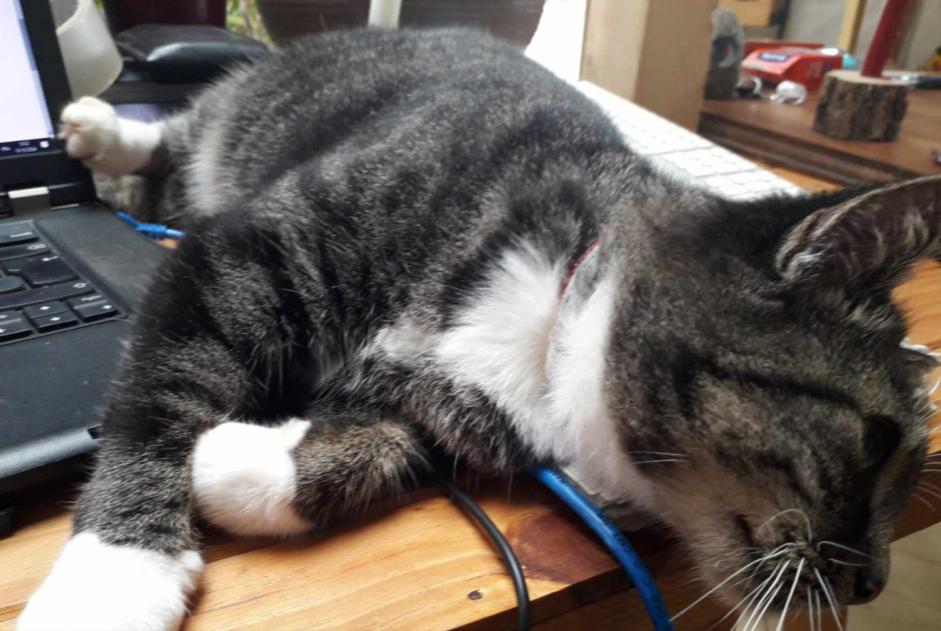 Vermisstmeldung Katze  Weiblich , 10 jahre Busserolles Frankreich