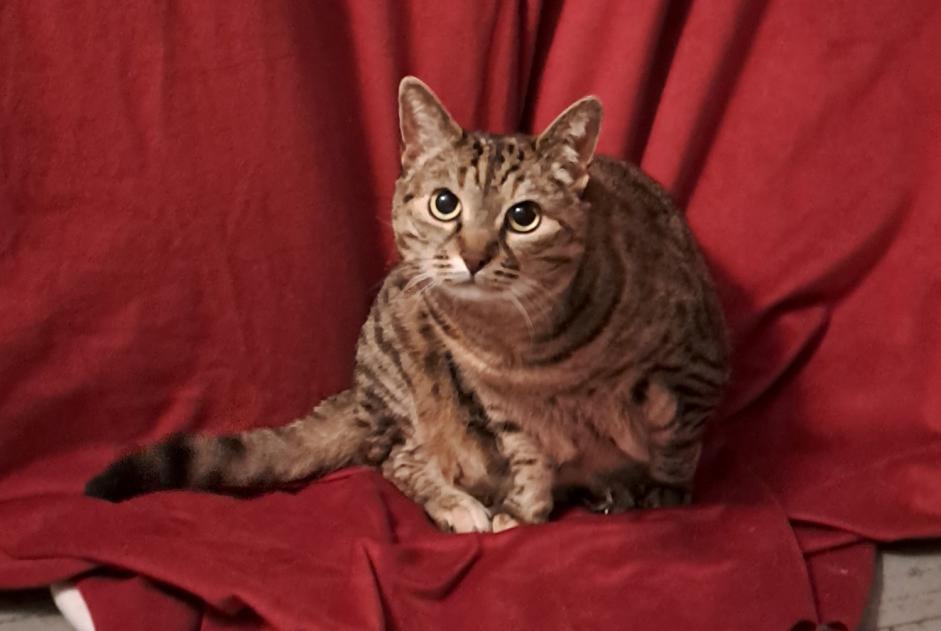 Vermisstmeldung Katze rassenmischung  Weiblich , 11 jahre Biarritz Frankreich