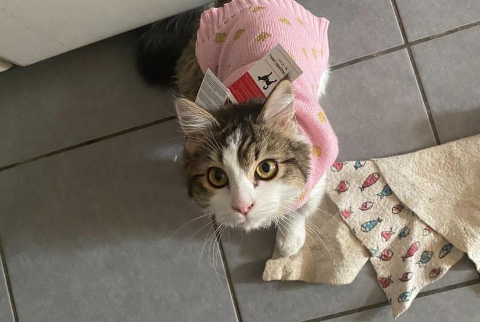 Vermisstmeldung Katze Weiblich , 5 jahre Preignan Frankreich