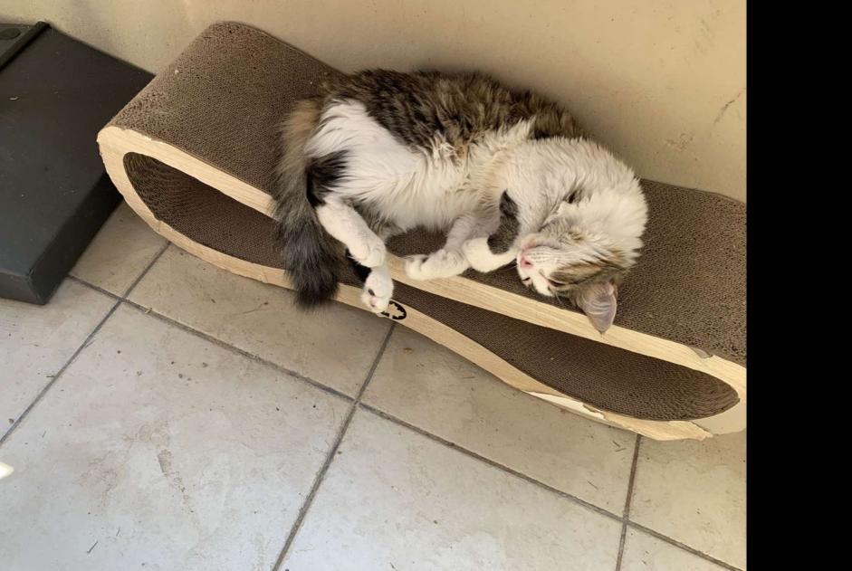 Vermisstmeldung Katze Weiblich , 5 jahre Preignan Frankreich