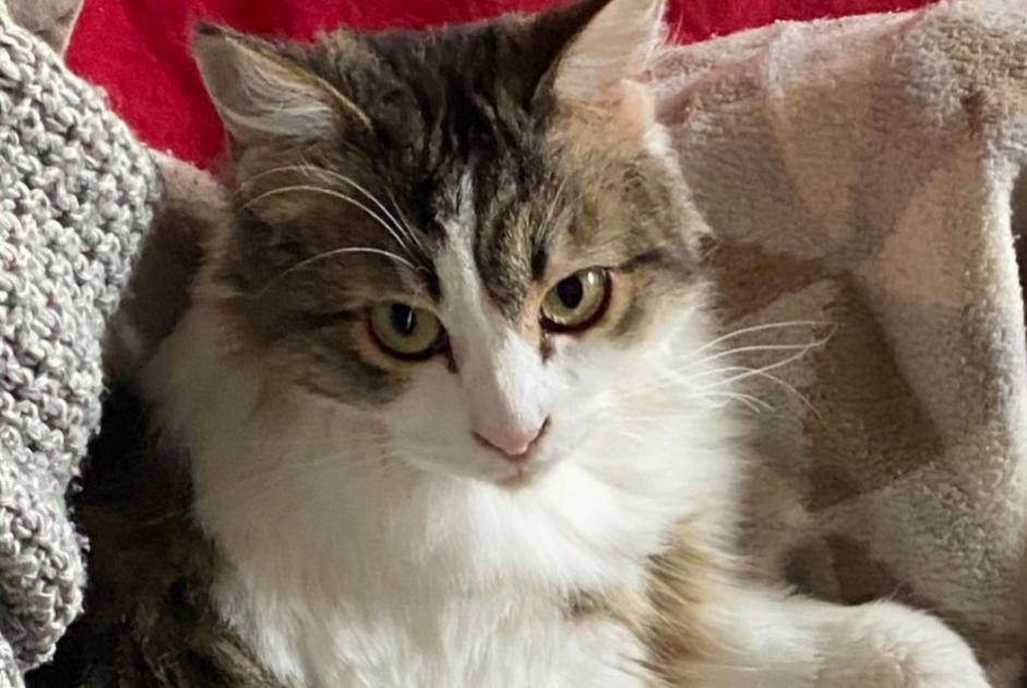 Vermisstmeldung Katze Weiblich , 5 jahre Preignan Frankreich