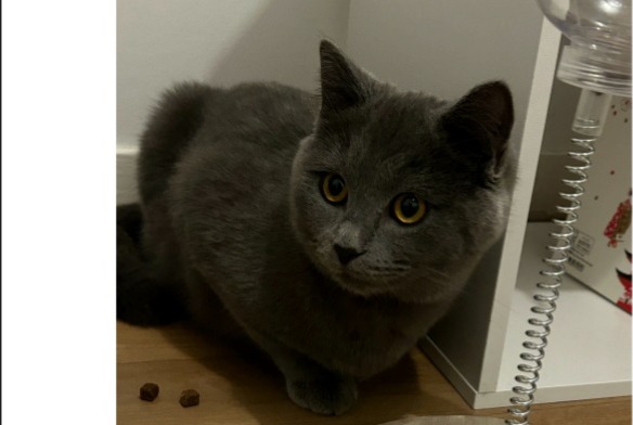 Vermisstmeldung Katze  Männliche , 1 jahre Argenteuil Frankreich