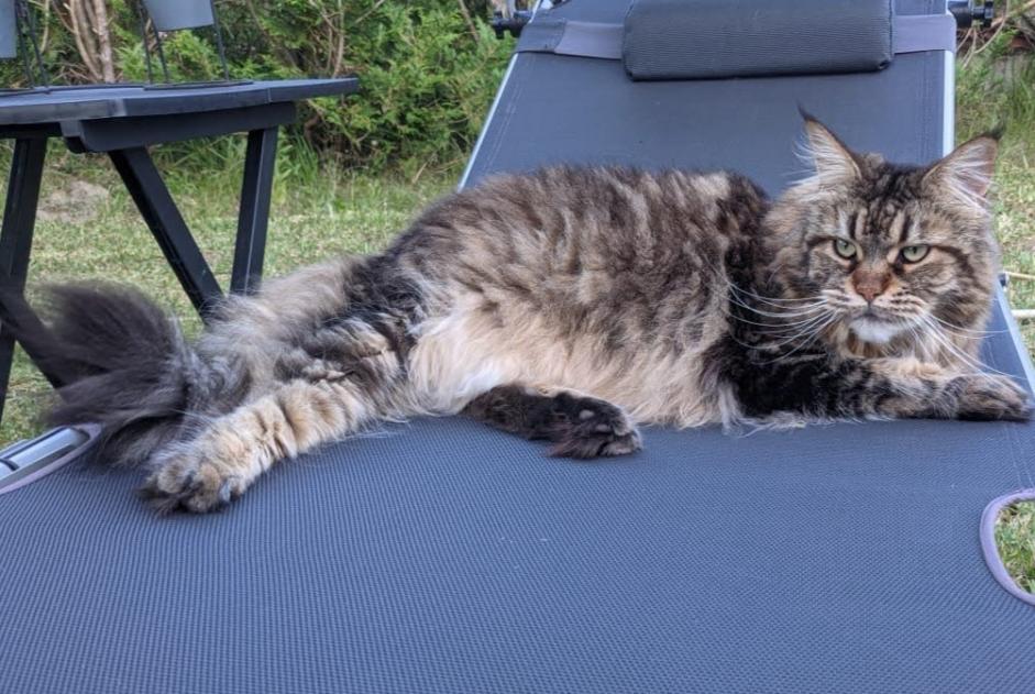 Vermisstmeldung Katze  Weiblich , 11 jahre Labenne Frankreich