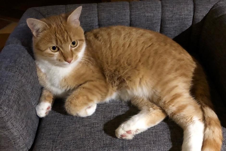 Vermisstmeldung Katze Weiblich , 3 jahre Aix-les-Bains Frankreich