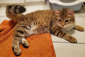 Fundmeldung Katze Männliche Lyon Frankreich
