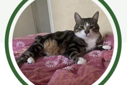 Vermisstmeldung Katze Männliche , 3 jahre Trélazé Frankreich