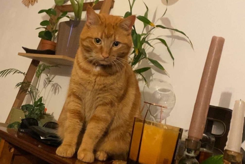 Vermisstmeldung Katze rassenmischung  Männliche , 2 jahre Mondelange Frankreich