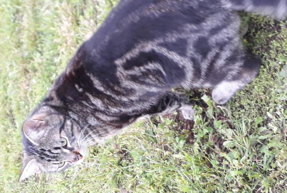 Vermisstmeldung Katze  Männliche , 4 jahre Mende Frankreich