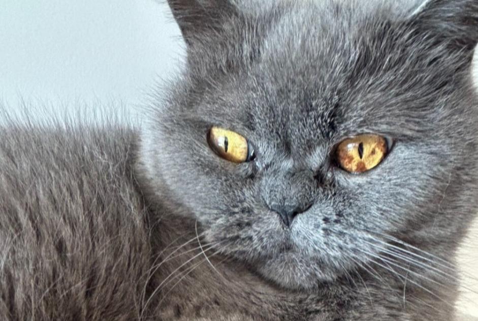 Vermisstmeldung Katze  Männliche , 8 jahre Saint-Germain-en-Laye Frankreich