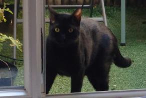 Vermisstmeldung Katze rassenmischung  Männliche , 1 jahre Fontenay-sous-Bois Frankreich