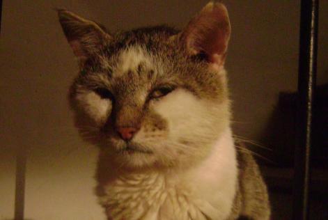Disappearance alert Cat Male , 16 years Magnat-l'Étrange France