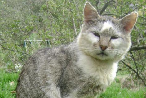 Disappearance alert Cat Male , 16 years Magnat-l'Étrange France