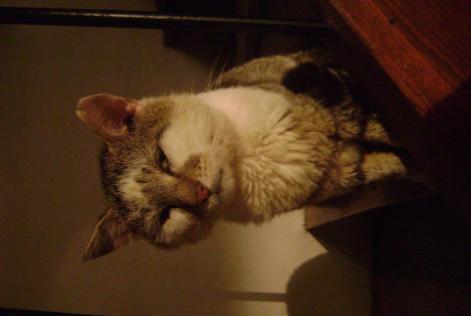 Disappearance alert Cat Male , 16 years Magnat-l'Étrange France