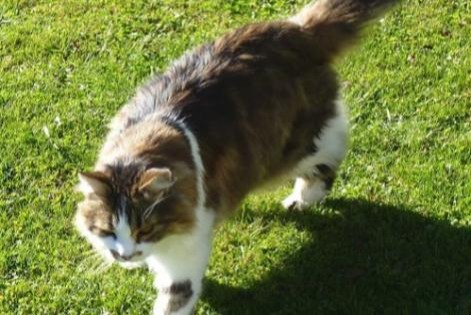 Disappearance alert Cat miscegenation  Male , 20 years Les Fontenelles France
