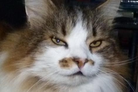 Disappearance alert Cat miscegenation  Male , 20 years Les Fontenelles France