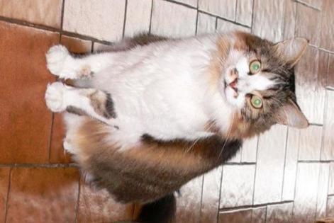 Disappearance alert Cat miscegenation  Male , 20 years Les Fontenelles France
