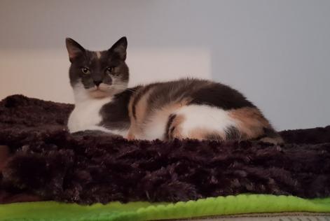 Disappearance alert Cat Female , 9 years Saulxures-lès-Nancy France