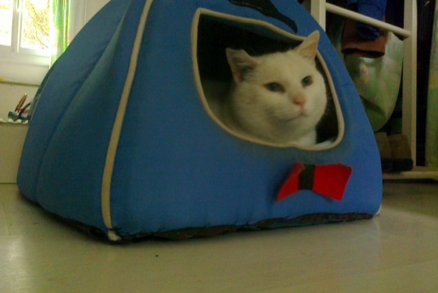 Disappearance alert Cat  Male , 14 years Tracy-le-Val France