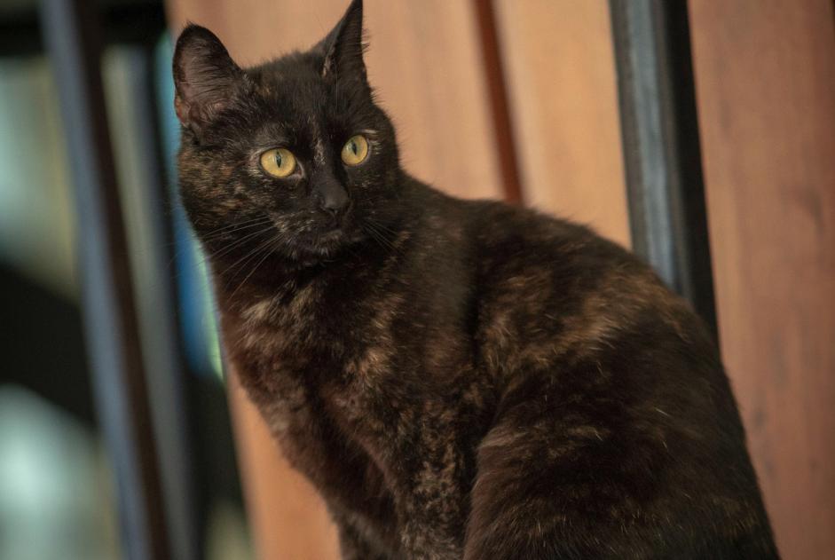 Disappearance alert Cat Female , 8 years Fouesnant France