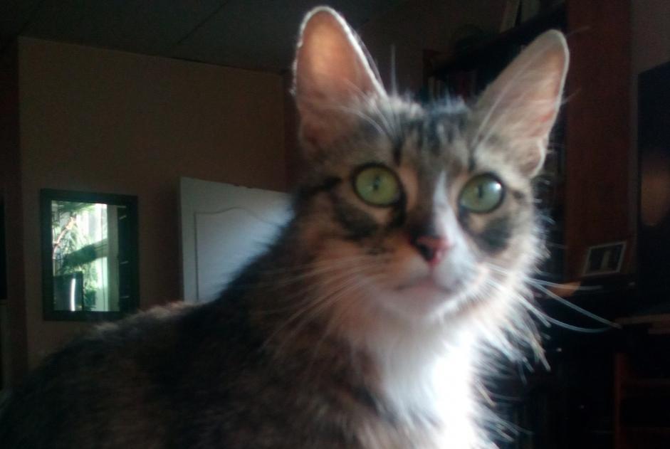 Disappearance alert Cat Female , 8 years Reims France