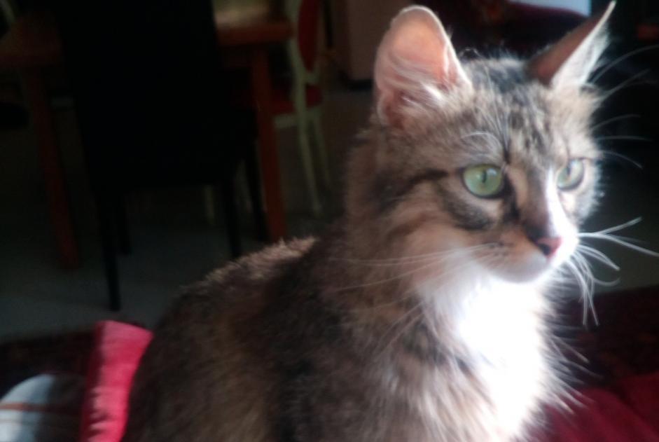 Disappearance alert Cat Female , 8 years Reims France
