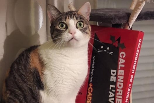 Disappearance alert Cat  Female , 10 years Mirepeix France