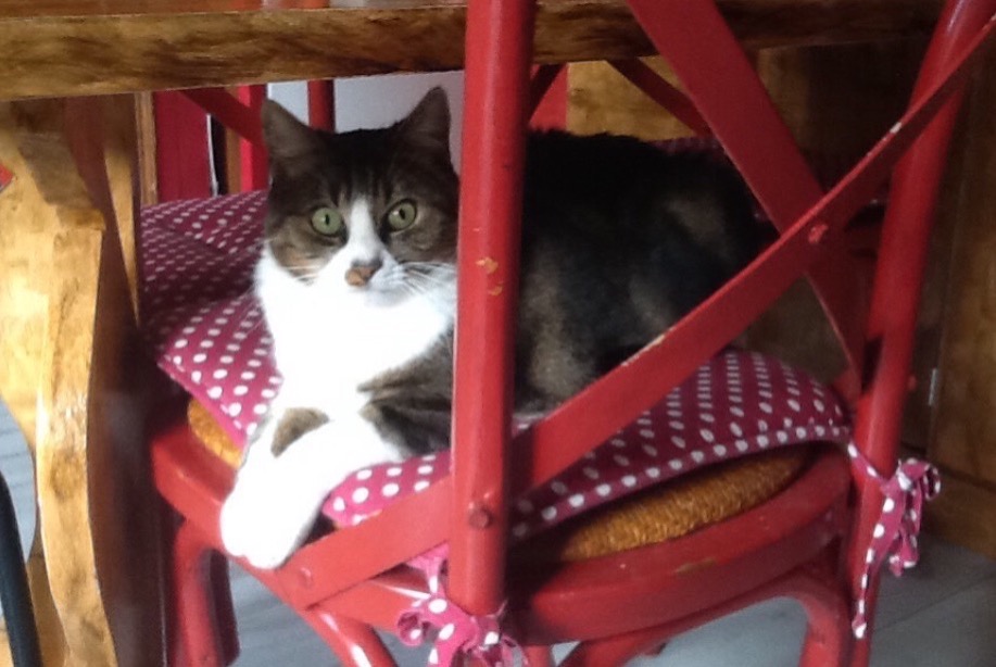 Disappearance alert Cat  Male , 12 years Ligny-le-Châtel France