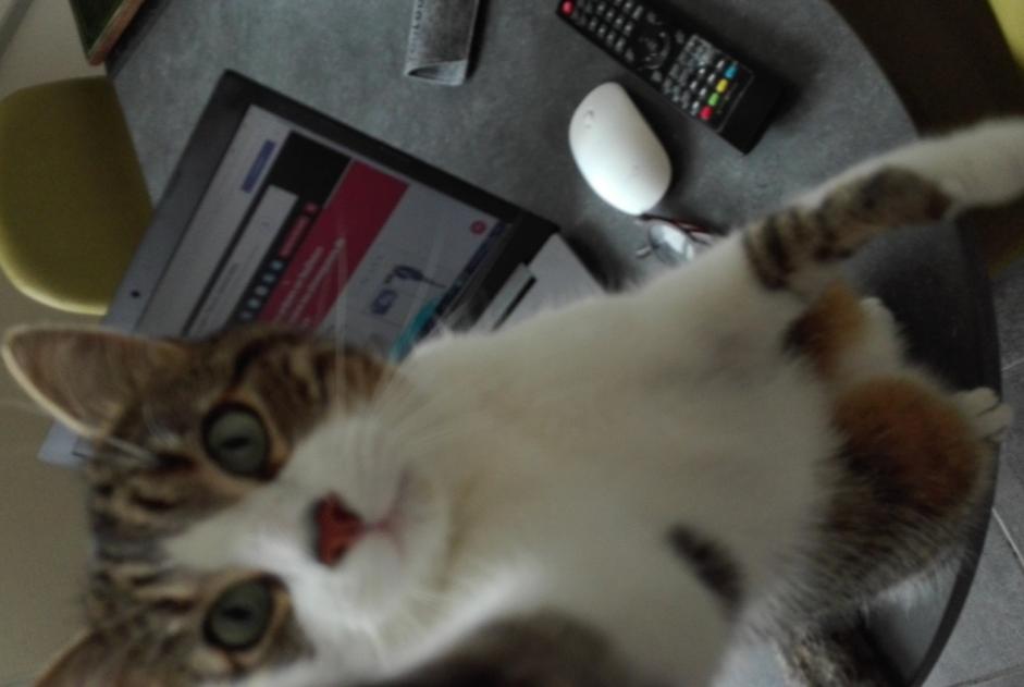Disappearance alert Cat  Male , 9 years Vertou France