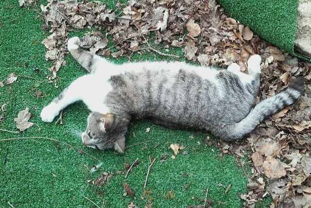 Disappearance alert Cat Male , 8 years Saint-Léonard-de-Noblat France