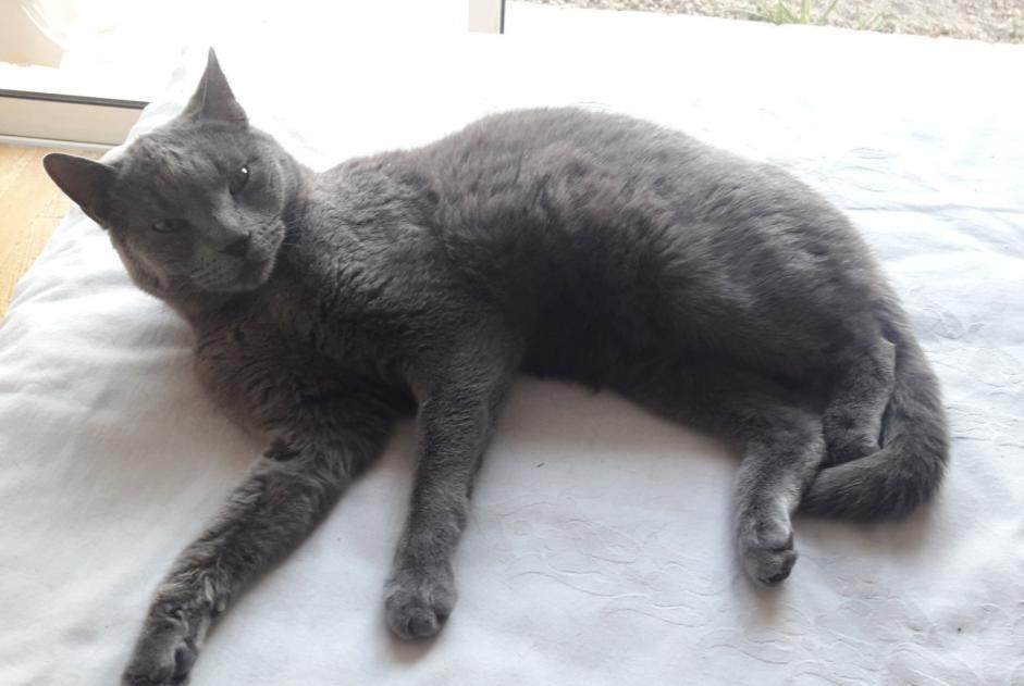 Disappearance alert Cat  Female , 11 years L'Escarène France