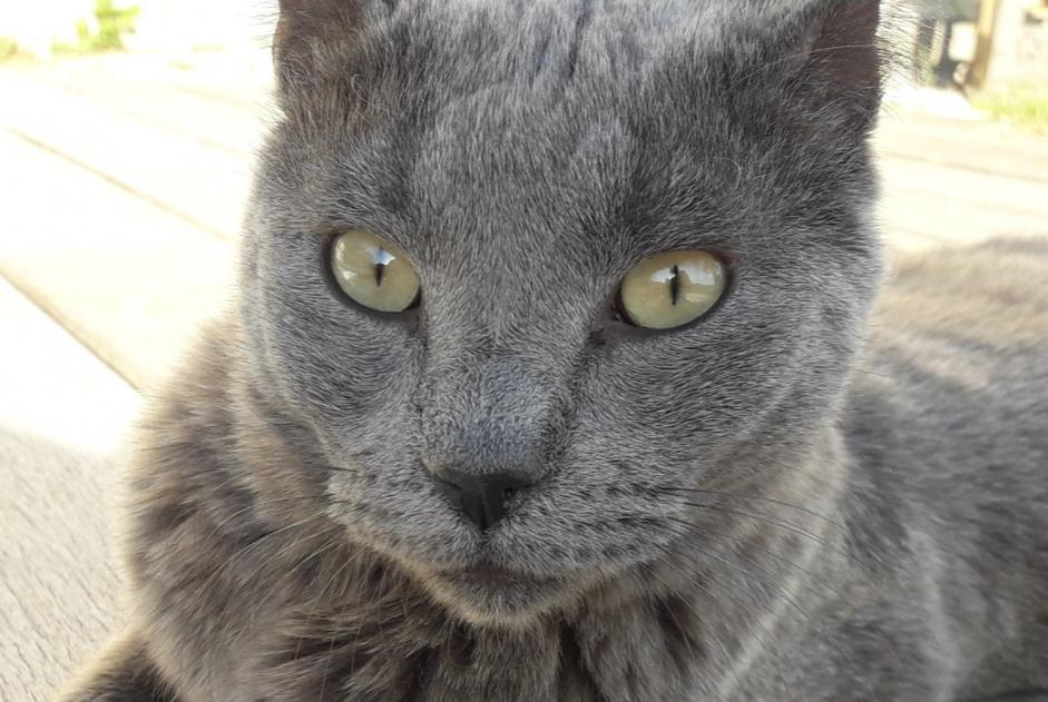 Disappearance alert Cat  Female , 11 years L'Escarène France