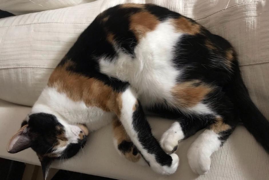 Disappearance alert Cat  Female , 6 years Château-Salins France