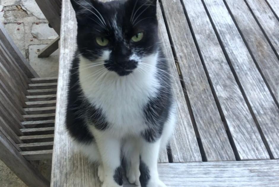 Disappearance alert Cat Female , 8 years Santa-Reparata-di-Balagna France