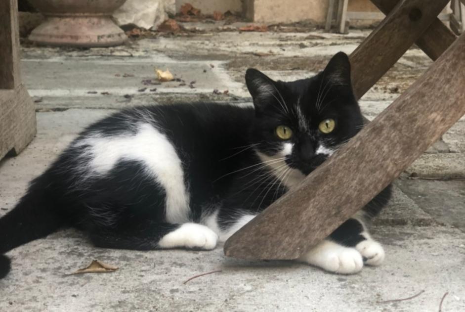 Disappearance alert Cat Female , 8 years Santa-Reparata-di-Balagna France