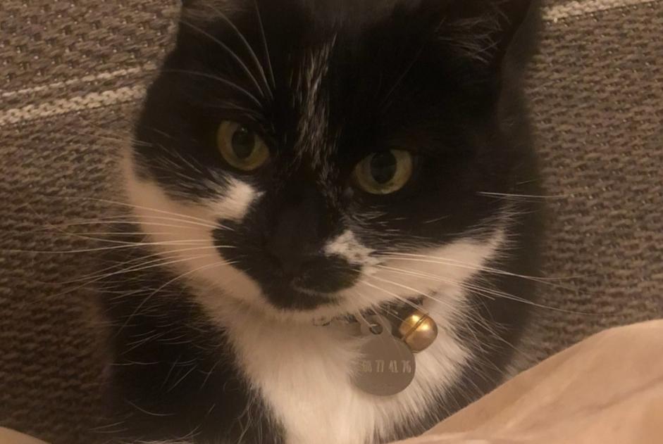 Disappearance alert Cat Female , 8 years Santa-Reparata-di-Balagna France