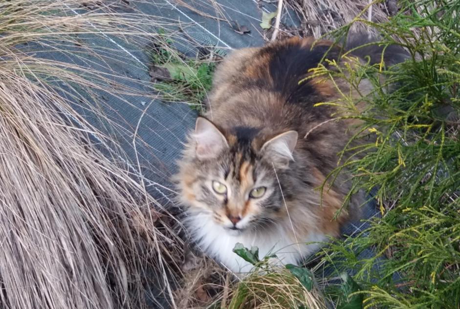 Disappearance alert Cat  Female , 7 years Pruillé-le-Chétif France
