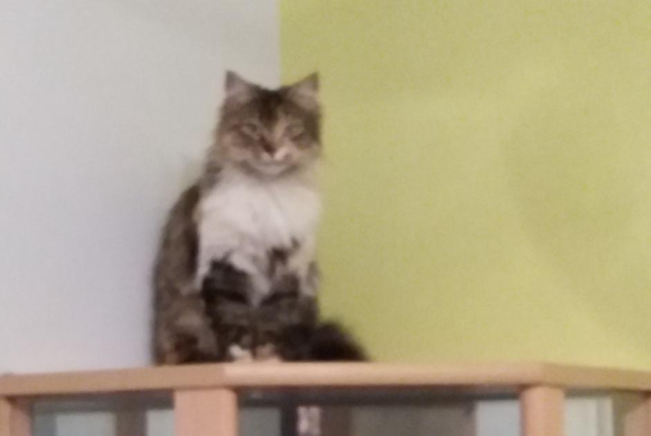 Disappearance alert Cat  Female , 7 years Pruillé-le-Chétif France