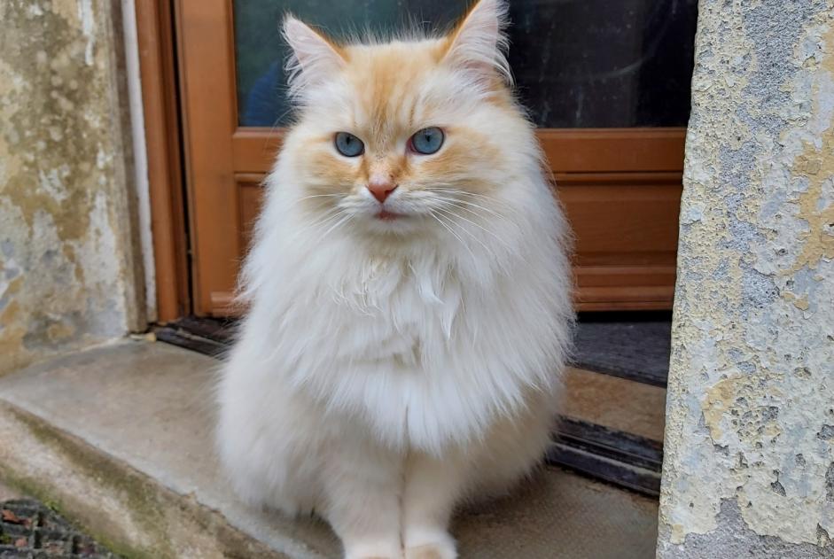 Disappearance alert Cat  Male , 8 years Motreff France
