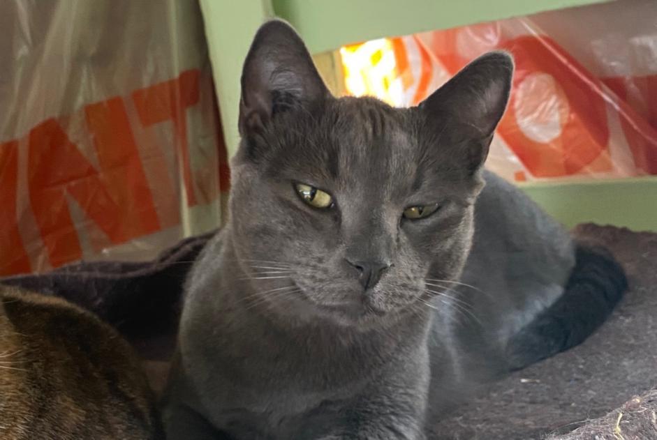 Disappearance alert Cat  Male , 6 years Beaumont Saint-Cyr France