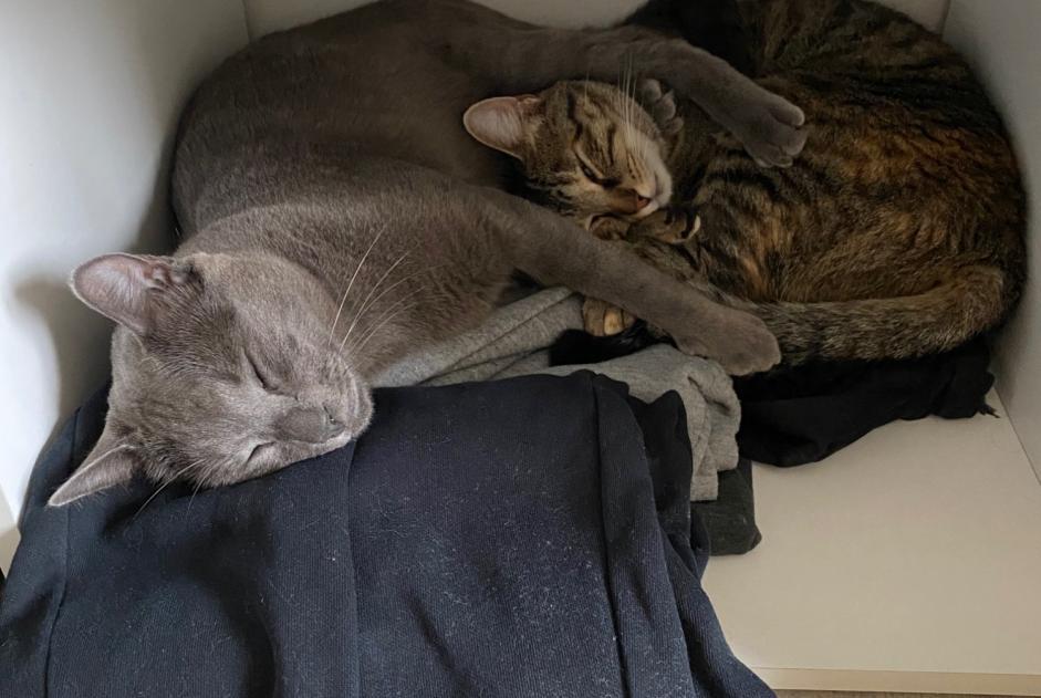 Disappearance alert Cat  Male , 6 years Beaumont Saint-Cyr France